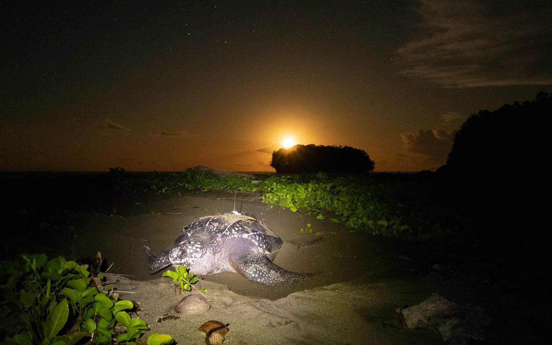 Leatherbacks typically nest on the high tide. This female finished nesting just as the moon rose above the horizon.