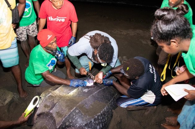 Communities conserving leatherback turtles