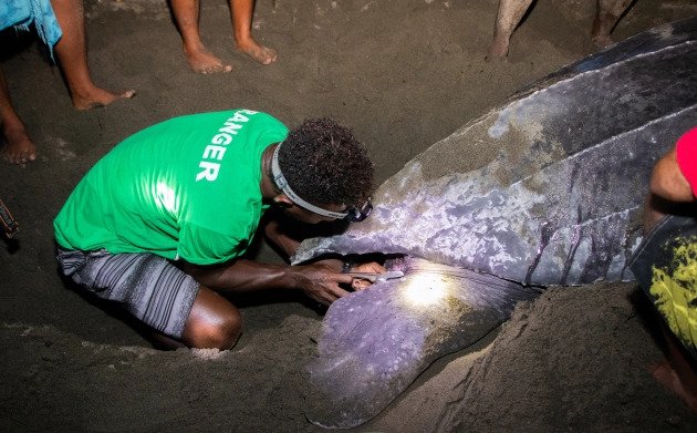 Communities conserving leatherback turtles