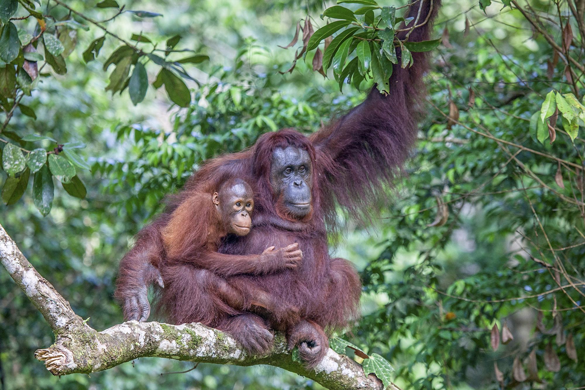 A large mother orangutan holds its baby.