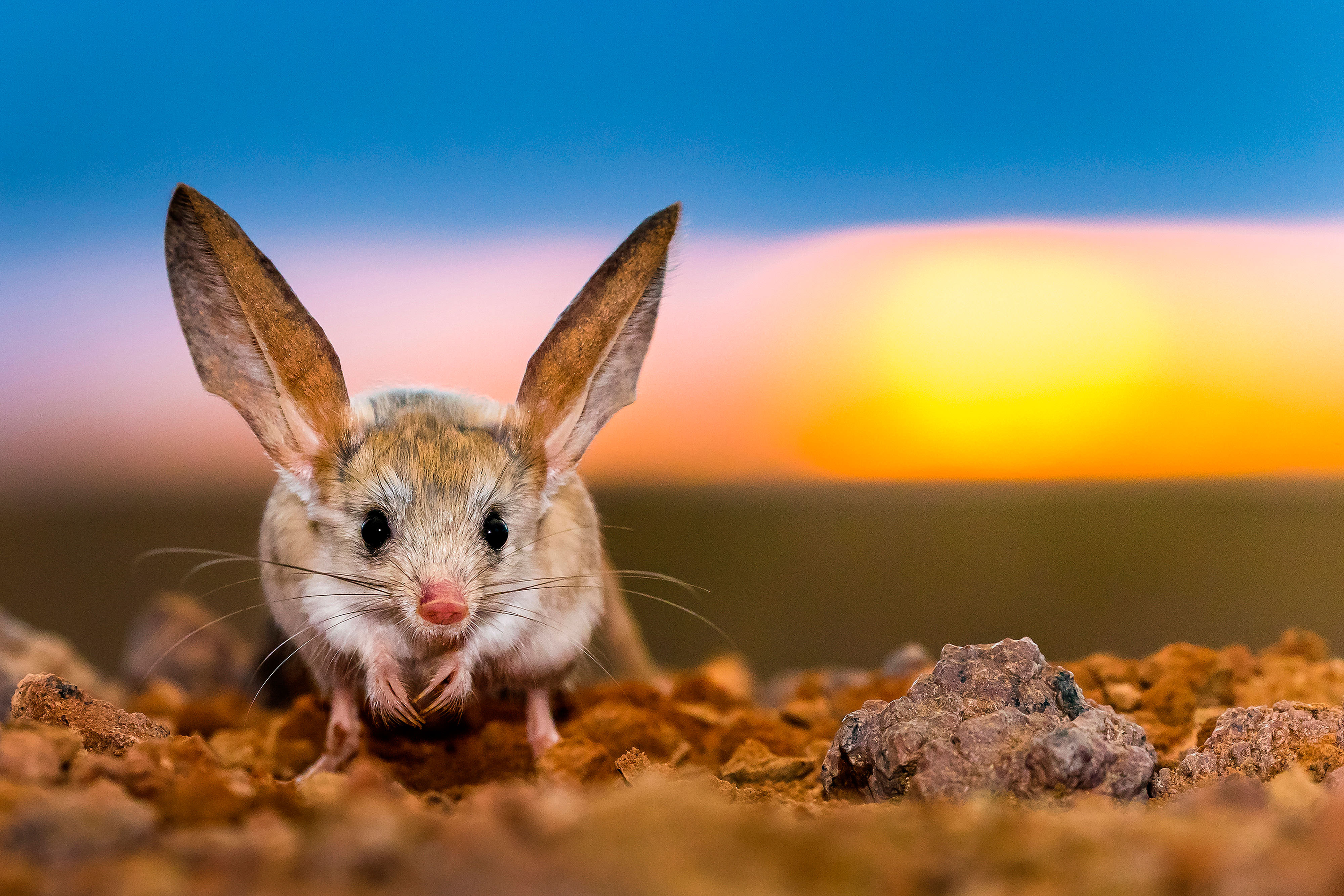 Long-eared jerboa at sunrise in Gobi Desert, Mongolia