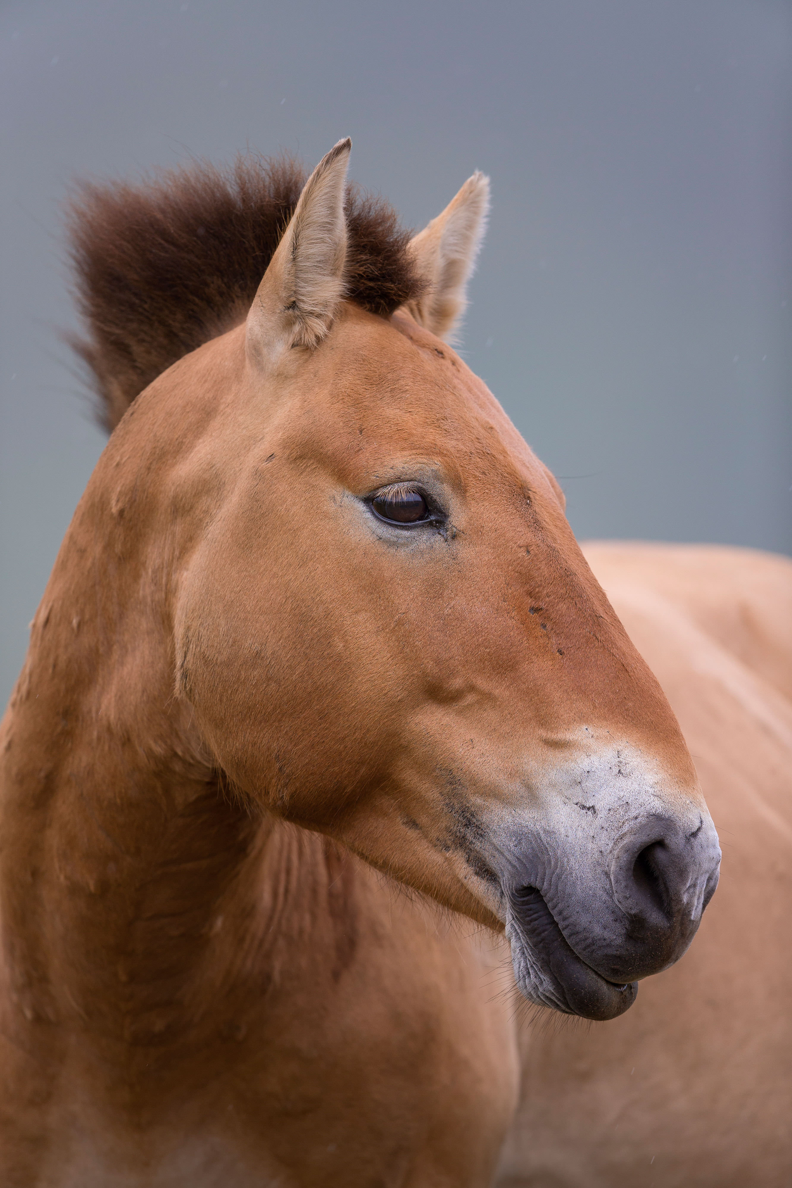 Przewalski's horse, Hustai National Park, Mongolia