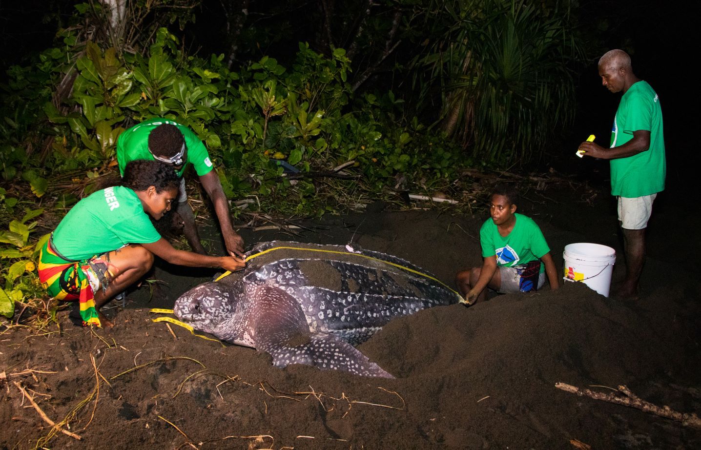 Rangers monitoring a leatherback turtle named Fari Kuti, which means "one nest together" locally, in Isabel Province of the Solomon Islands. 