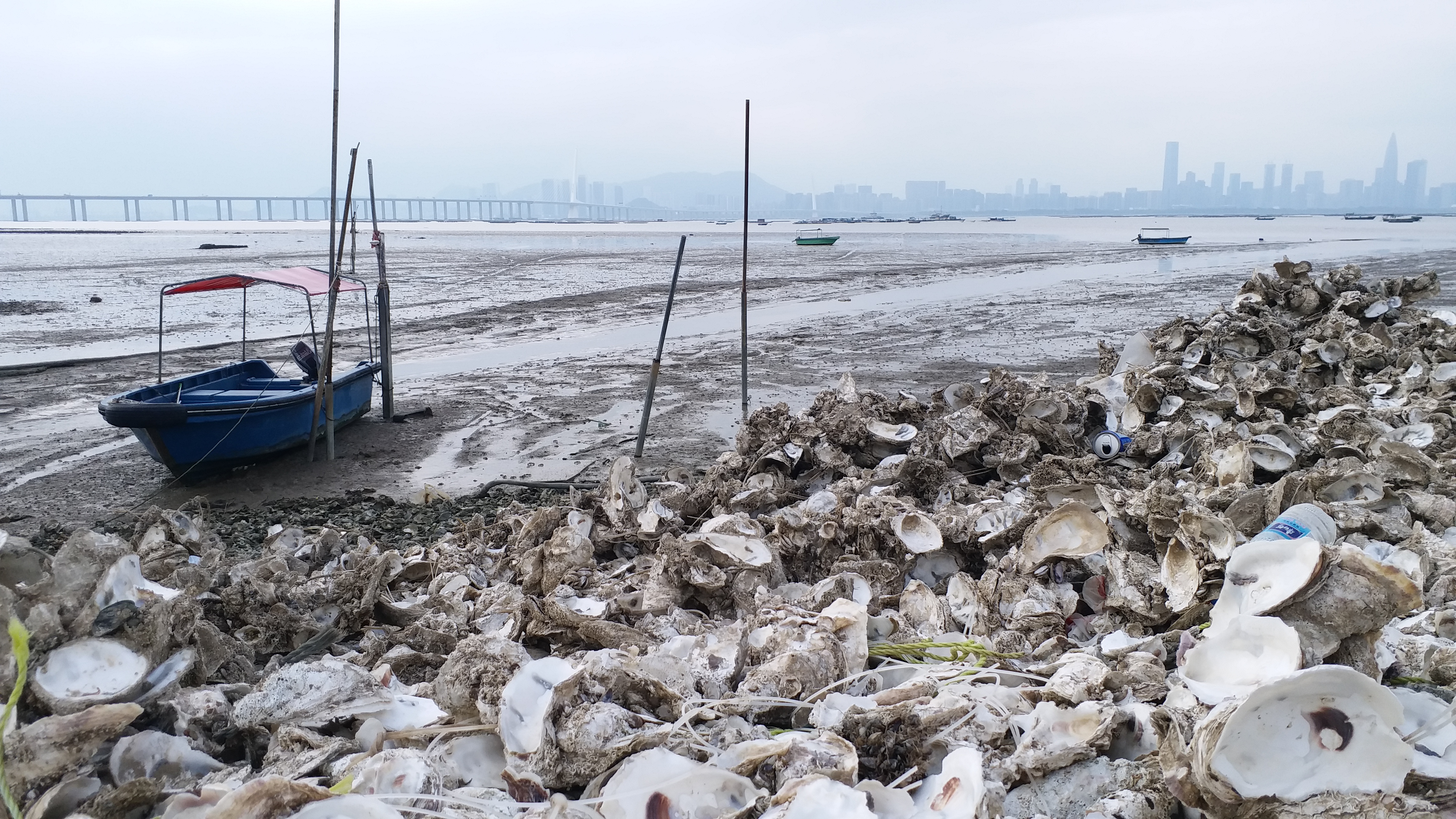 A small boat sits in mud near the shore that is lined with discarded oyster shells. 