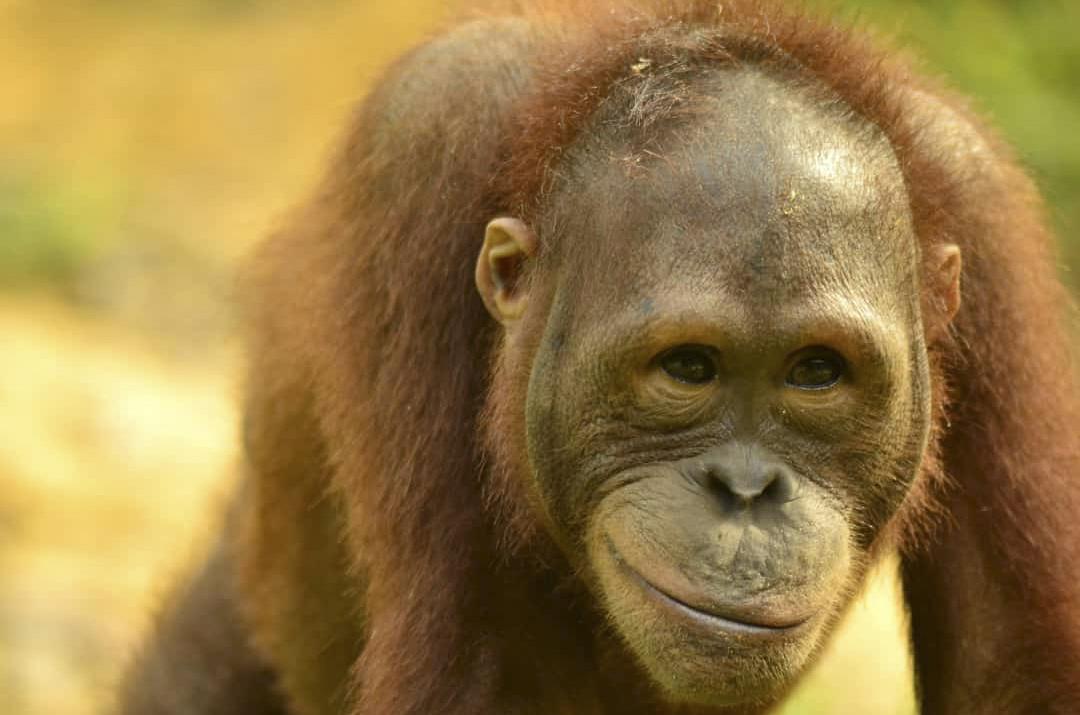 An up close  image of an orangutan's face who appears to be smiling. 