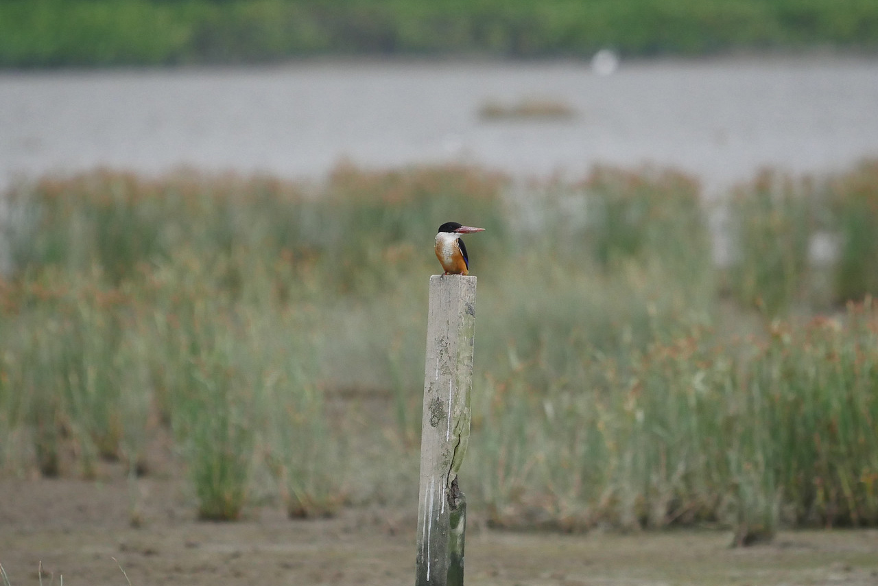 A black-capped kingfisher stands on a pole surrounded by marsh.