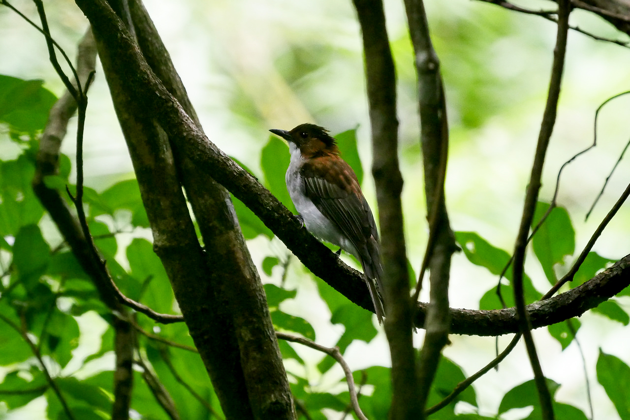 A hestnut bulbul bird is on profile as it sits in a tree.