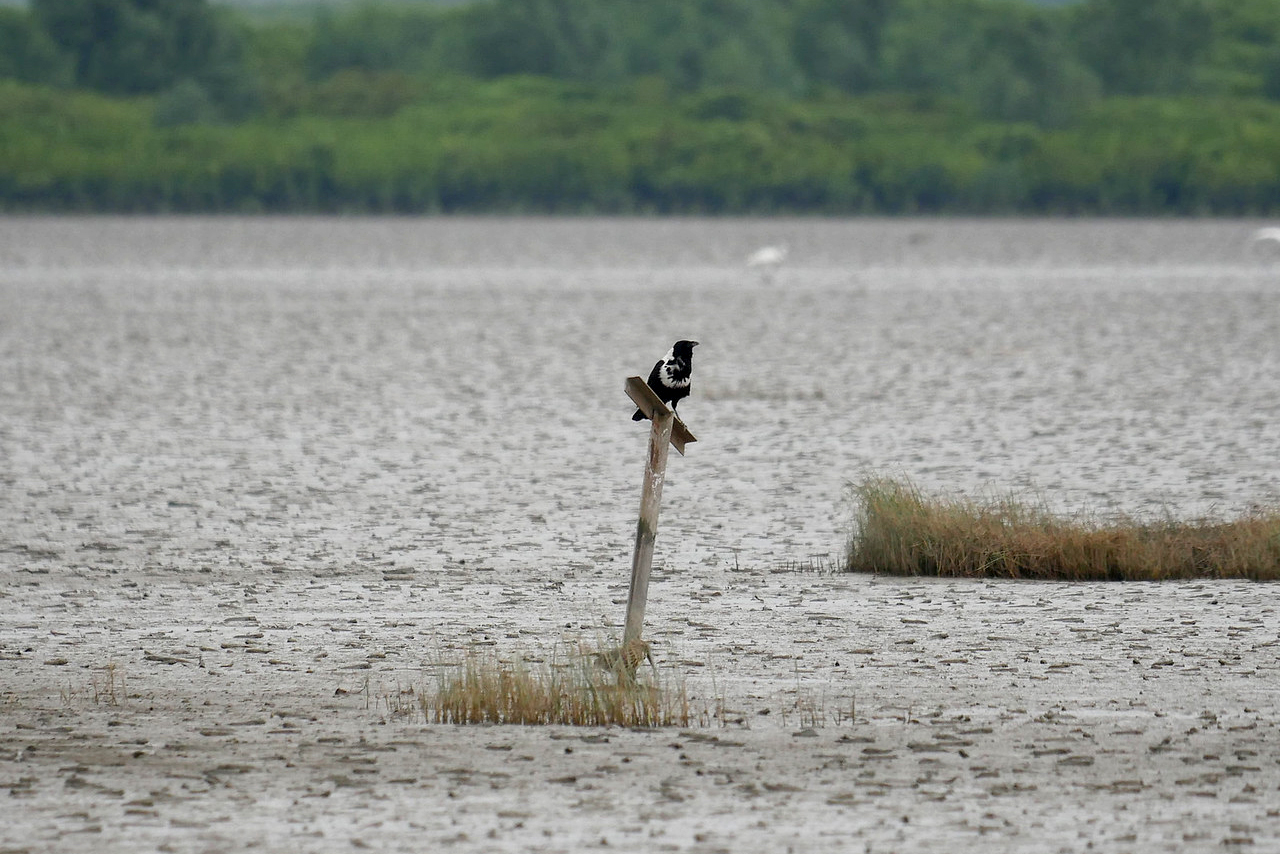 A collared crow bird stands on a post sticking out of a body of water.