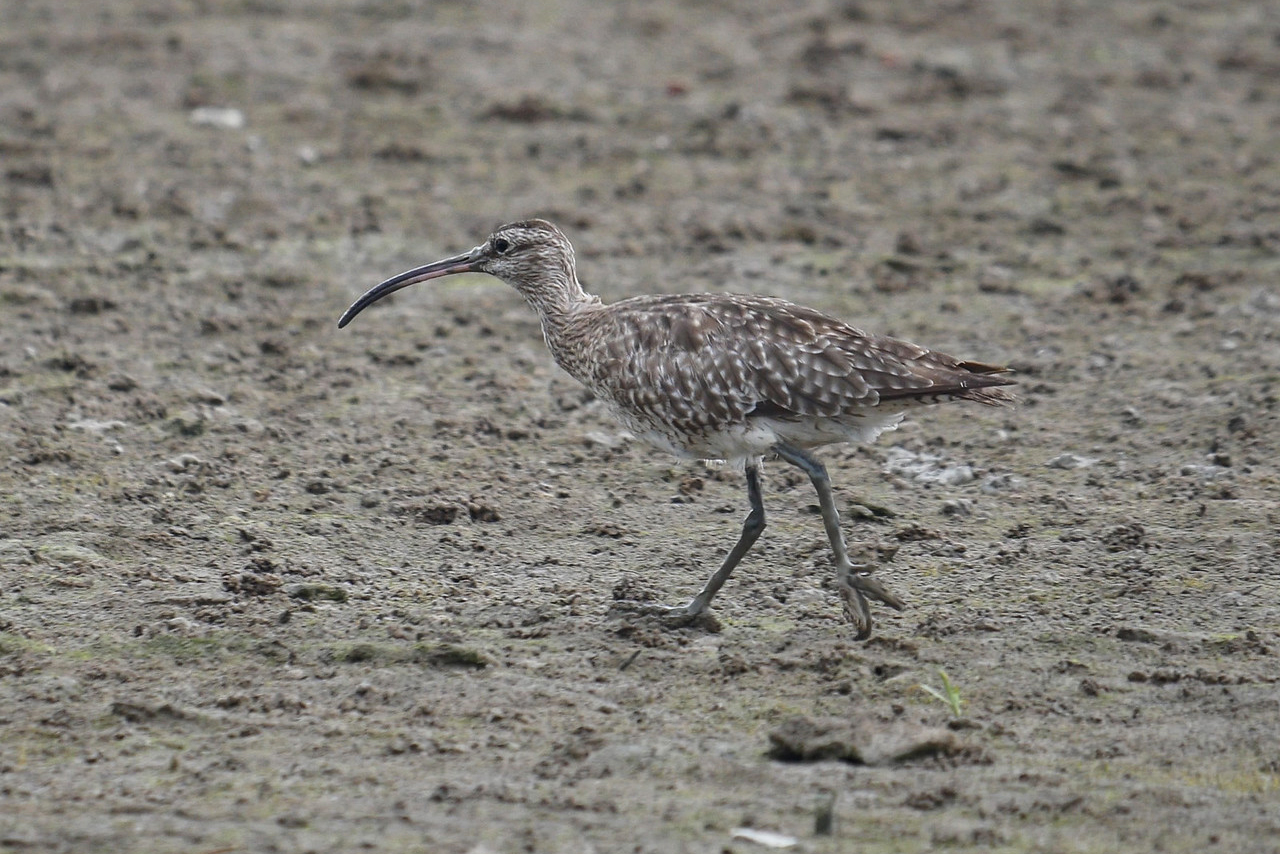 A Eurasian Whimbrel has a curved bill.