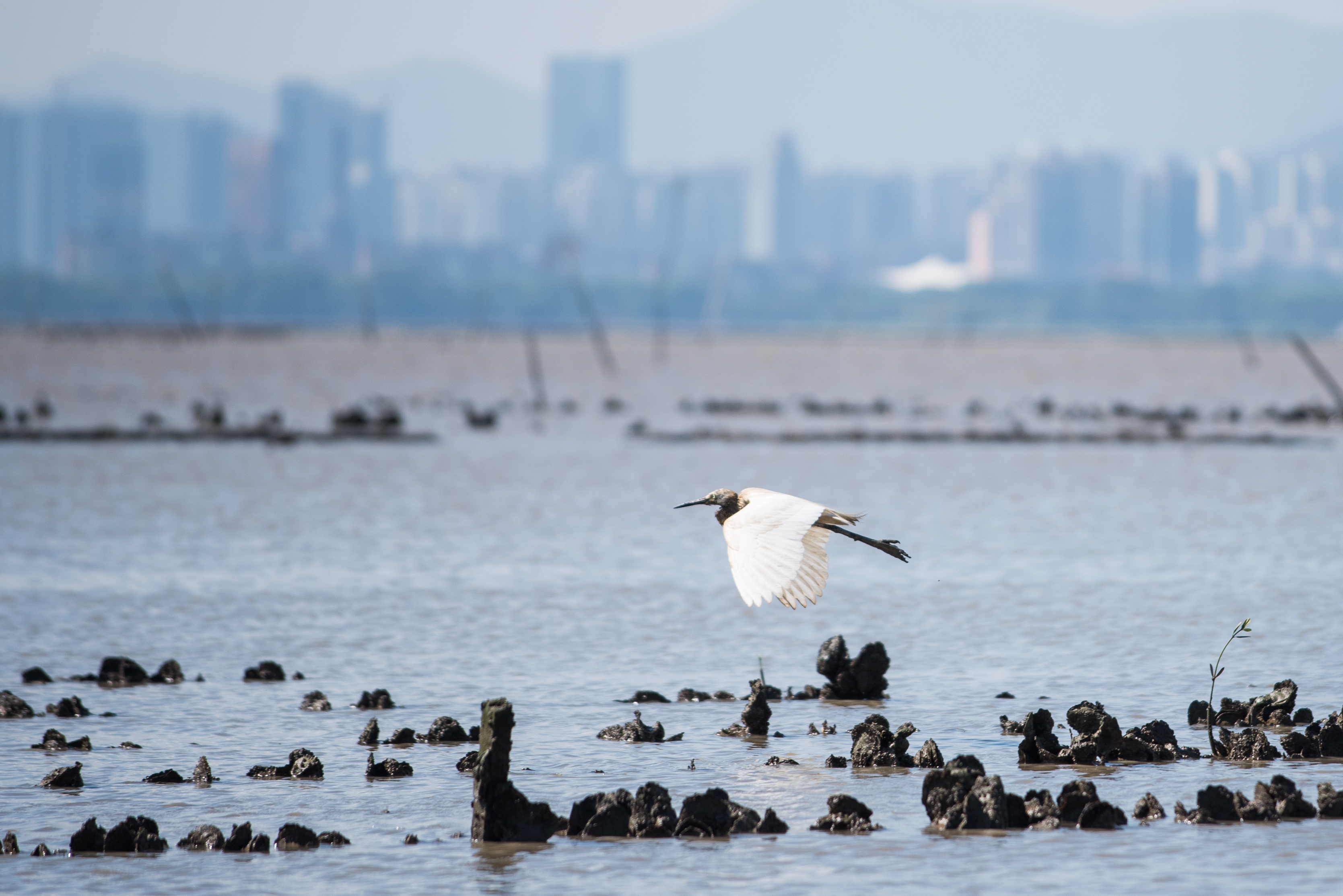 A white waterbird flies over a body of water with oyster shells poking out.