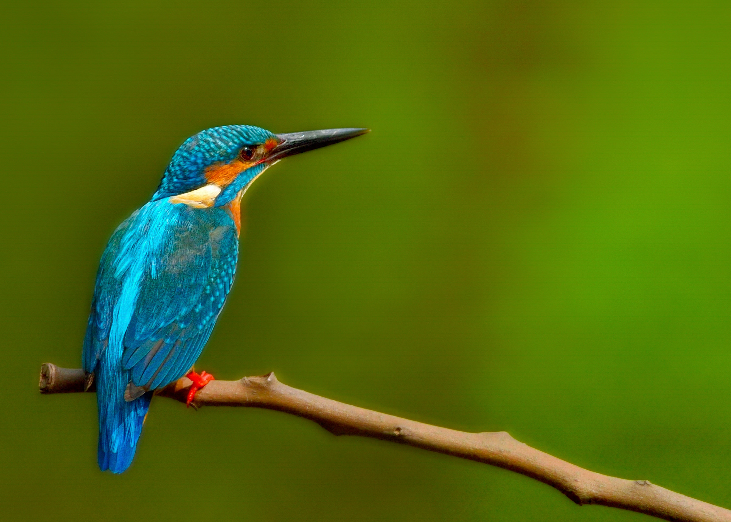 A kingfisher bird looks to the right.