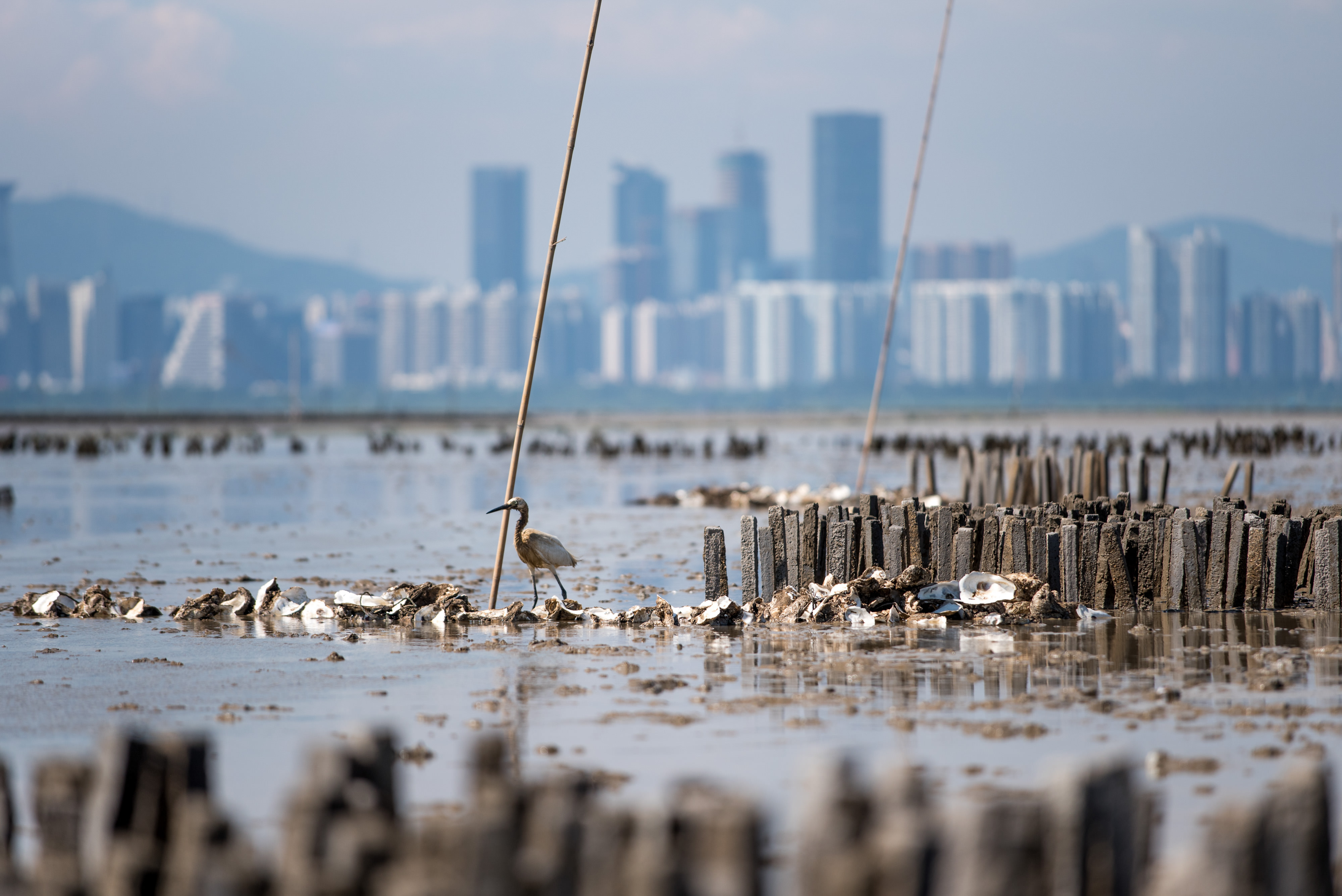 A waterbird stands on a collection of oyster shells in the bay.