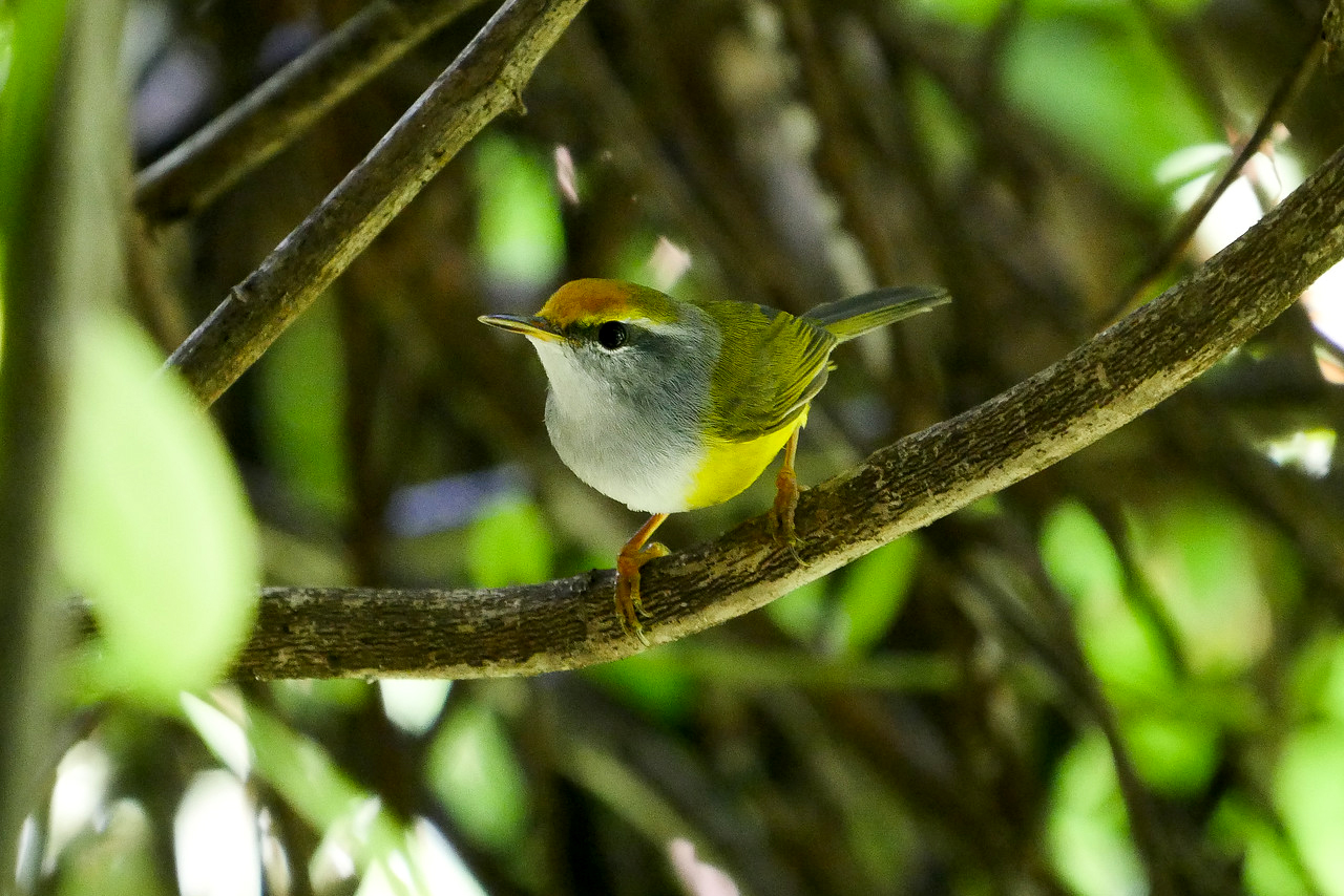 A cute yellow Mountain Tailorbird sits on a branch in a tree.