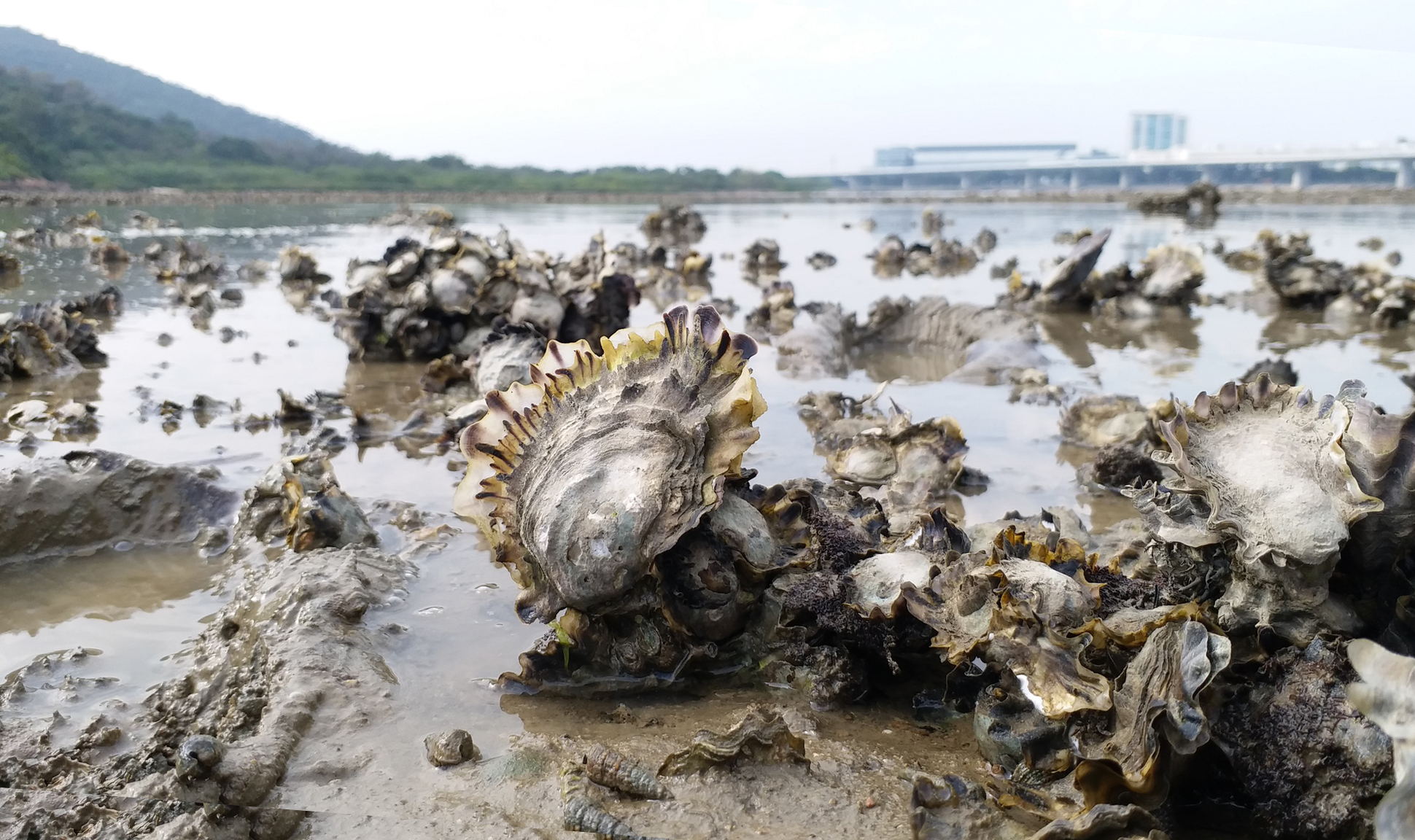 Close up of oysters exposed by receding tide.