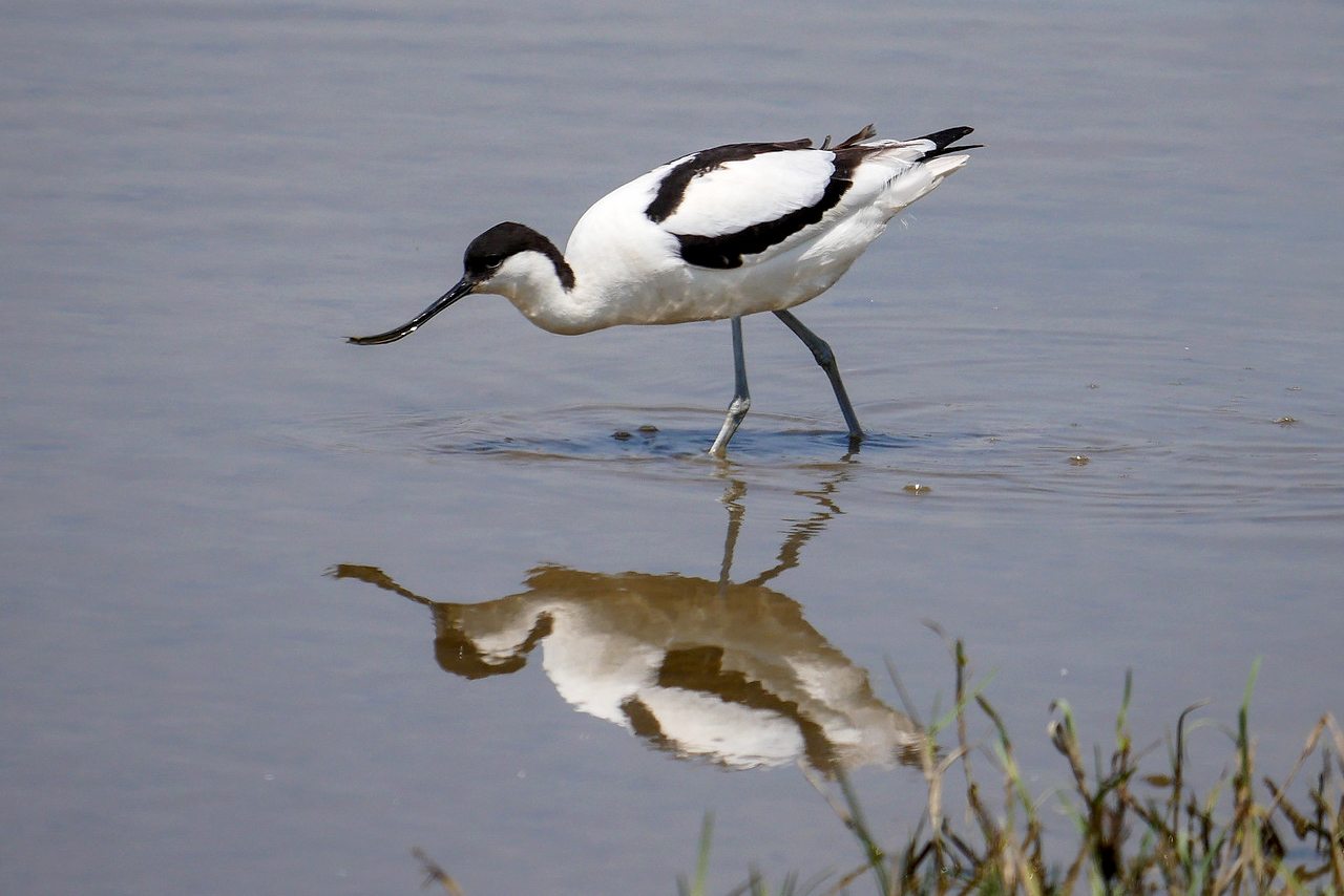 A Pied Avocet bird with a long, curved bill stands in water.