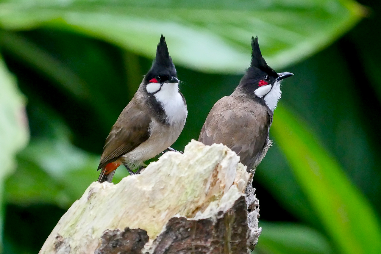 Two red-whiskered bulbul birds are sitting on a branch.