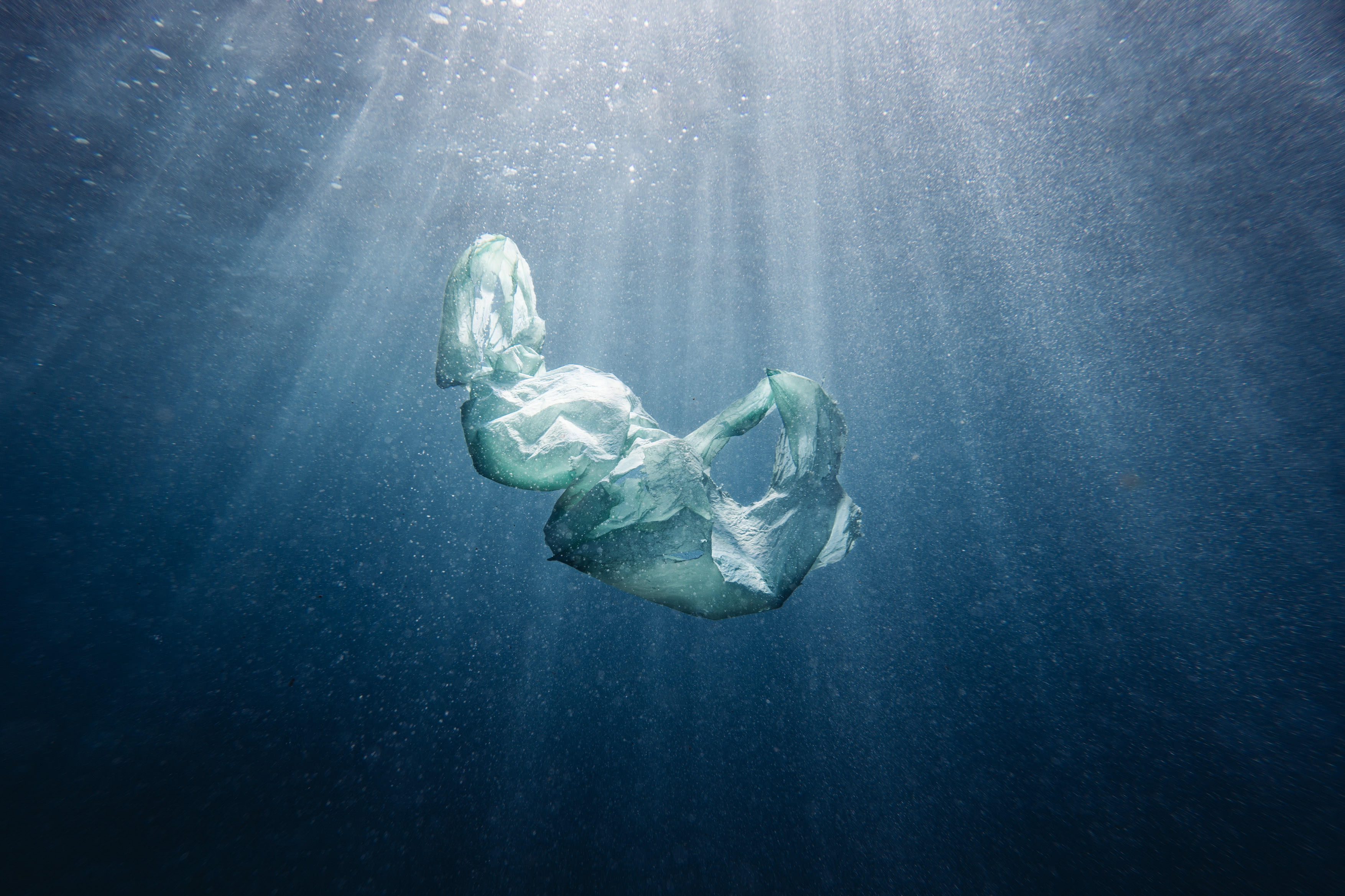 A plastic bag floats in water.