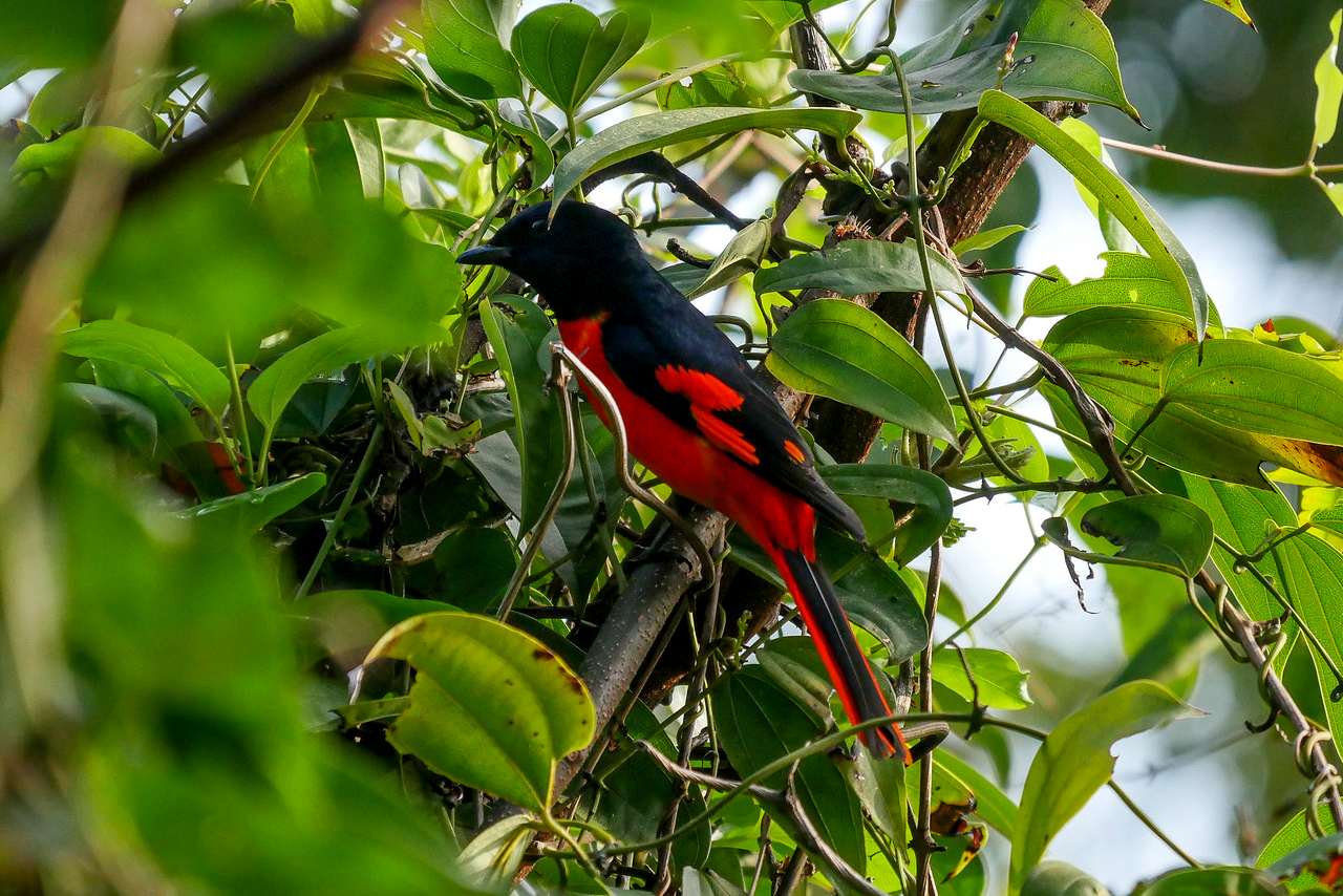 A red and black scarlet minivet bird is hiding in a tree.