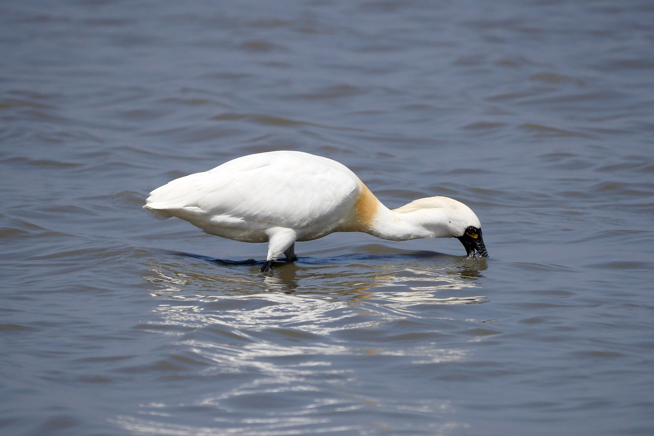 A Black-faced spoonbill bird stands in water with its bill under water.