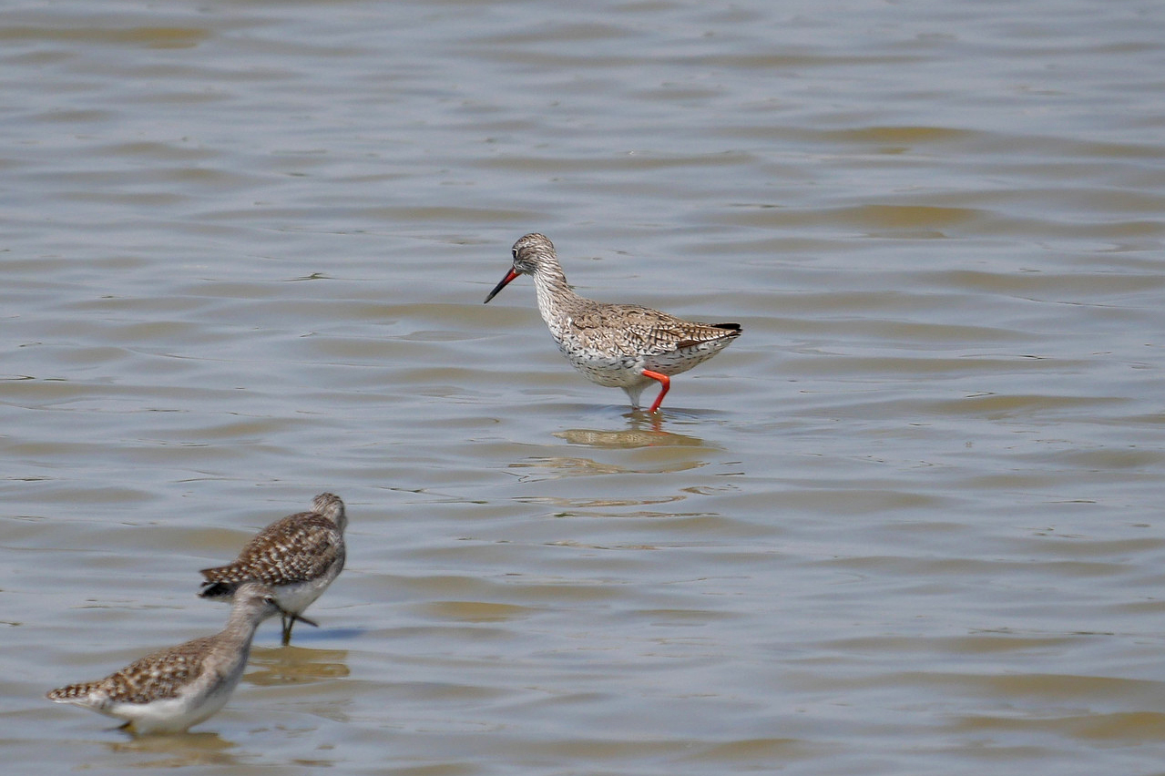 A Spotted Redshank bird stands in water.