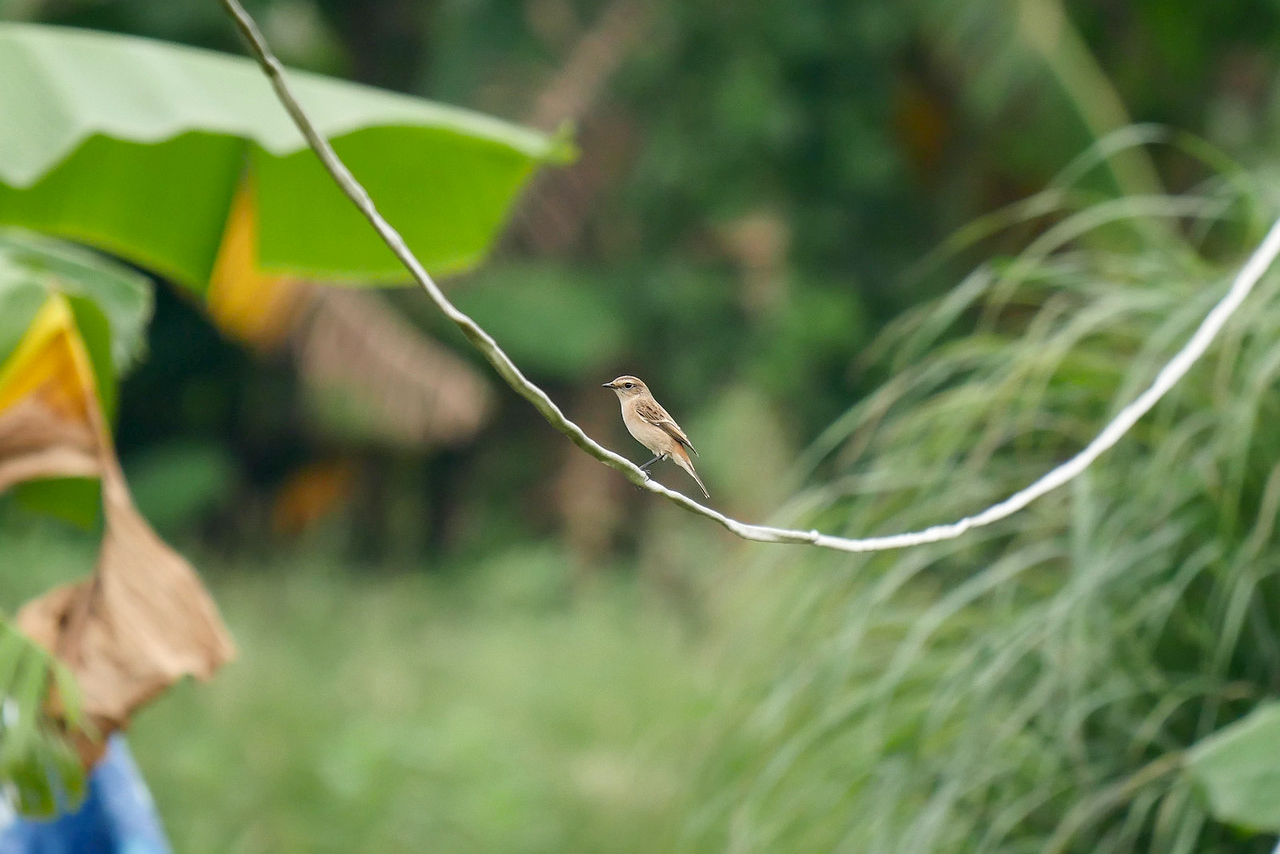 This small, brown Stejneger’s stonechat bird sits atop a small, curved branch.