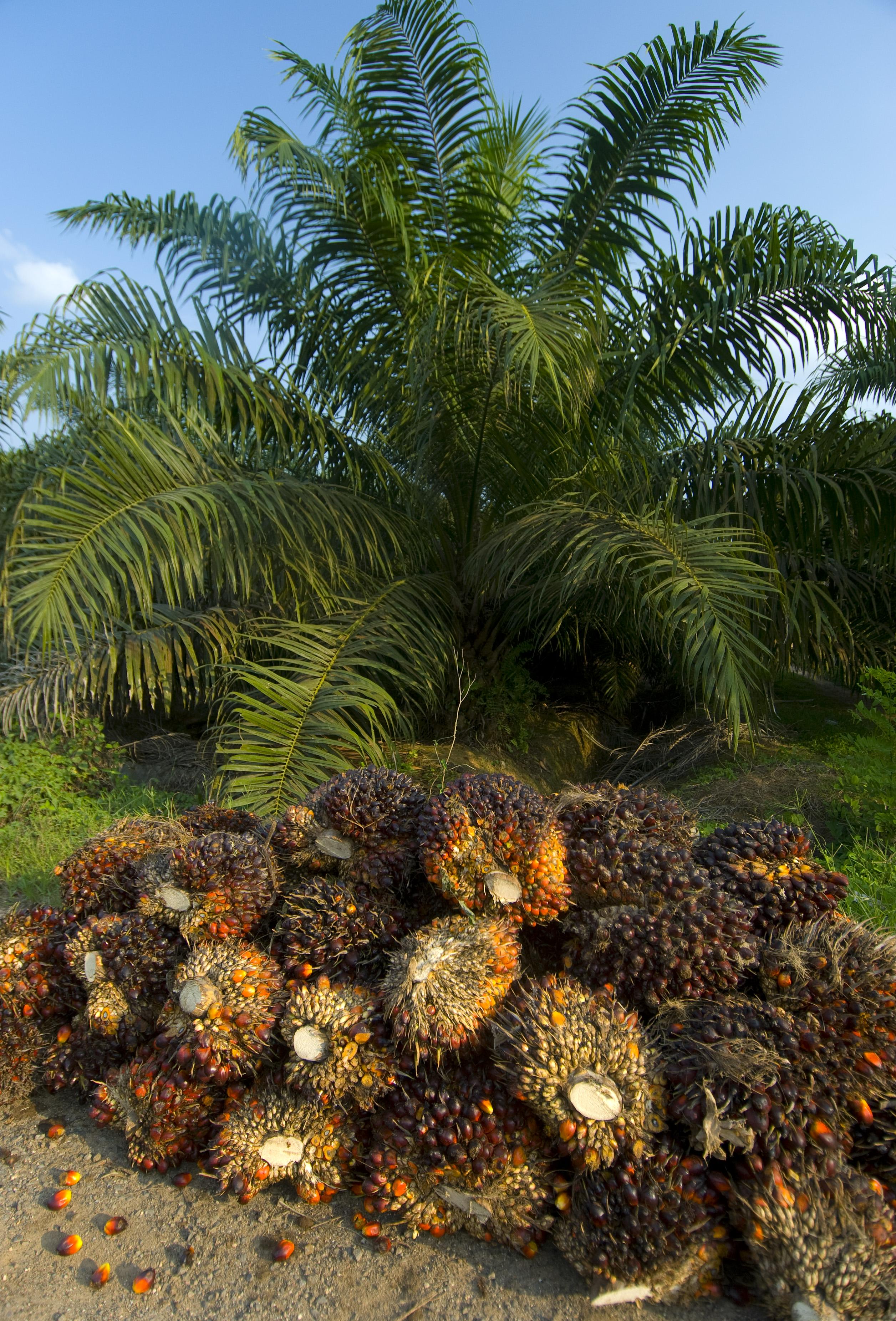 A bunch of oil palm fruits sitting in front of a palm oil tree.