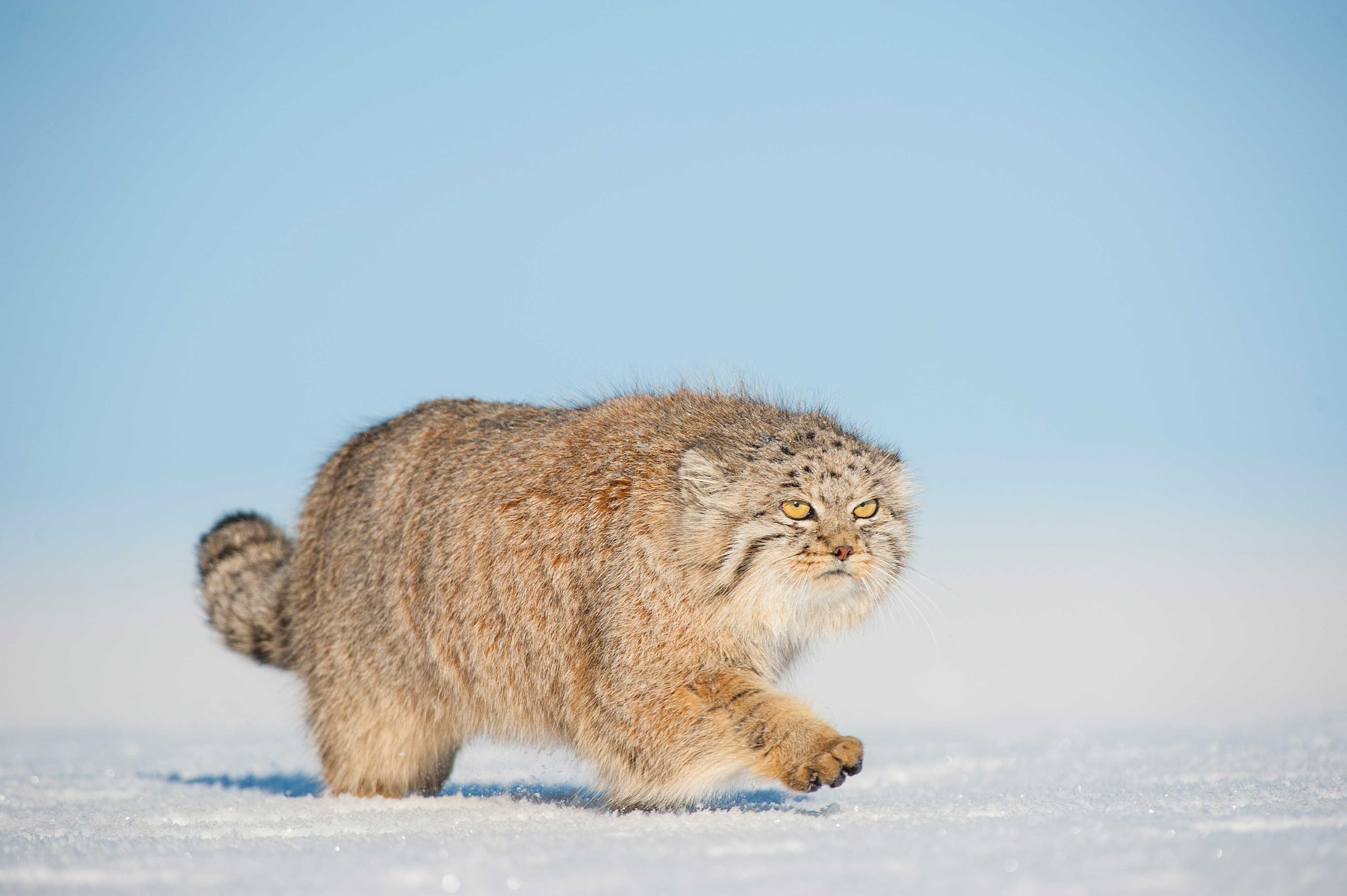 A Pallas's cat walking in snow in the Gobi Desert, Mongolia