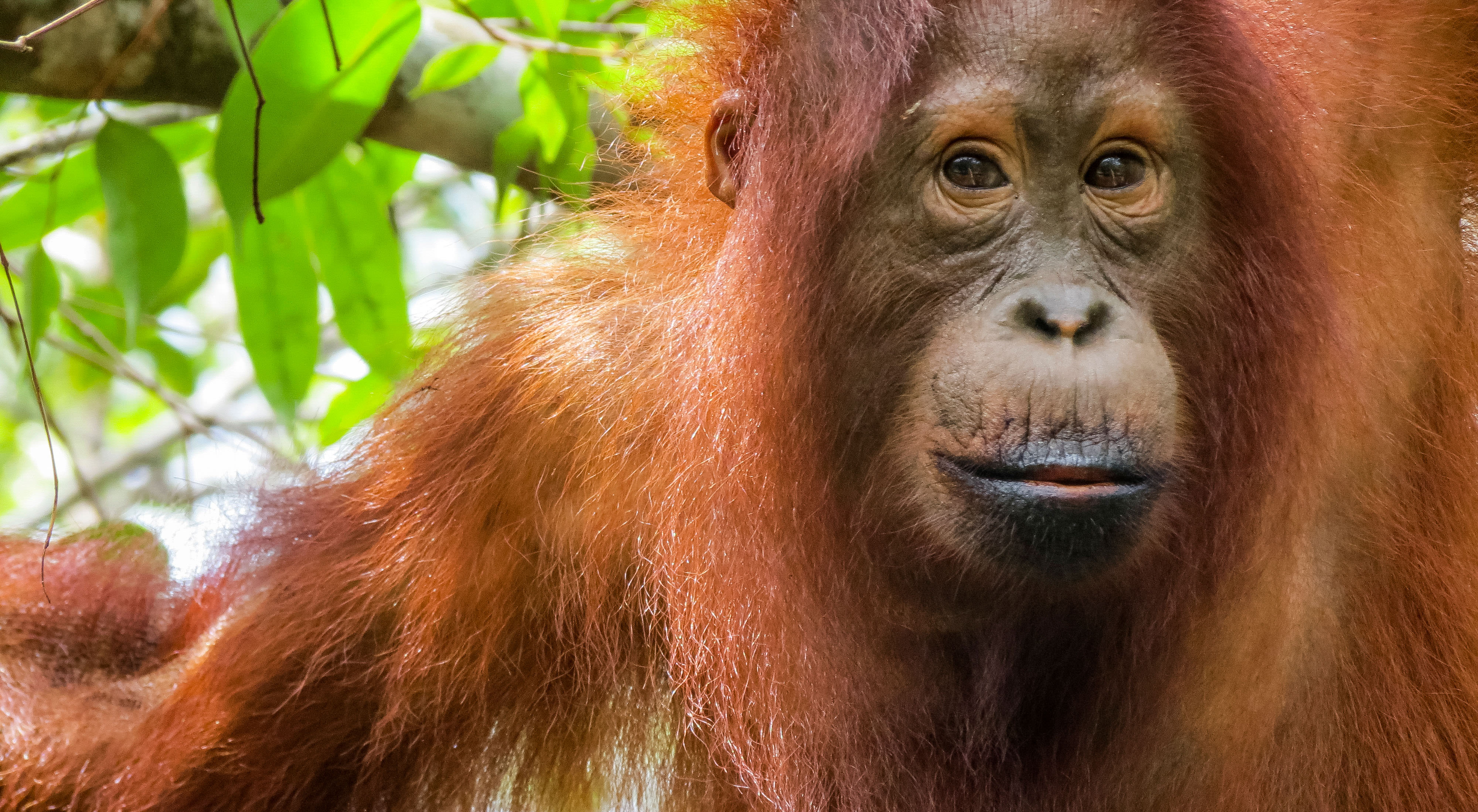 A closeup of a Borneo orangutan's face.