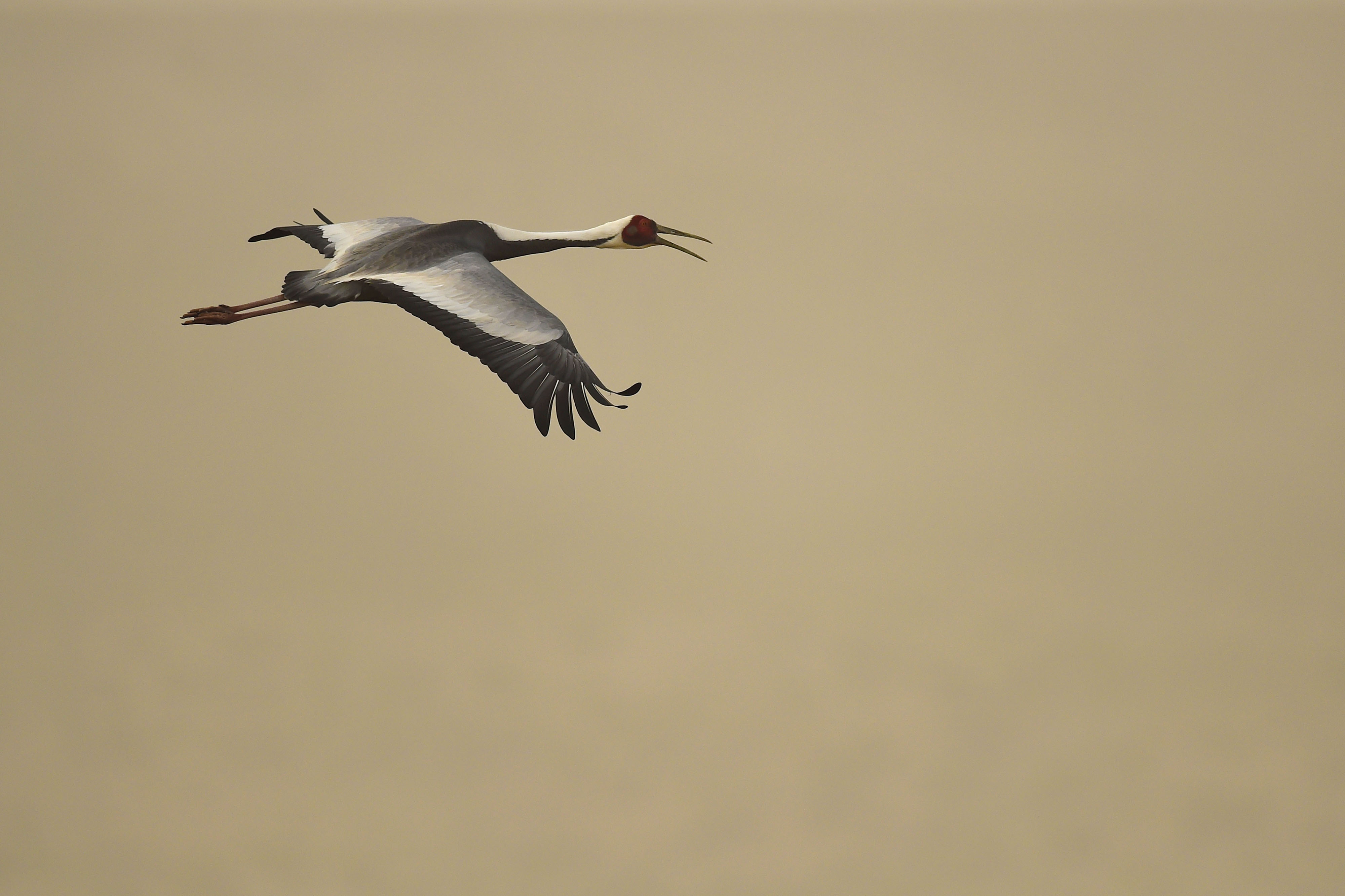 A white-naped crane in flight